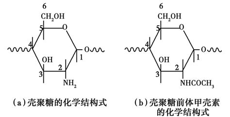 甲殼素和殼聚糖的區別(甲殼素和殼聚糖的區別是什么)縮略圖