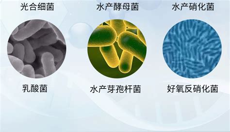 硝化細菌膠囊(硝化細菌膠囊怎么用)縮略圖