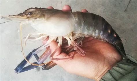 大頭蝦,大頭蝦的做法縮略圖