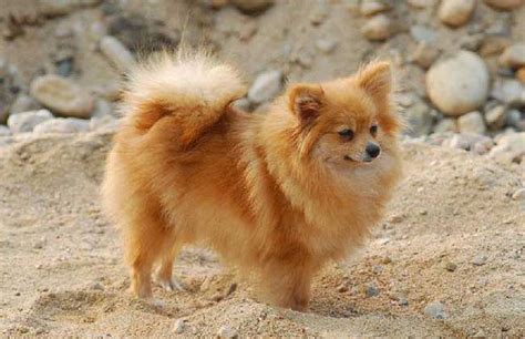 狐貍犬圖片大全(狐貍犬圖片大全圖片 棕色)縮略圖