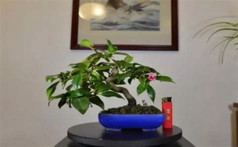盆景花卉批發市場價格,盆景花卉批發市場大全縮略圖