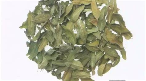 羅布麻綠茶天麻杜仲片能降血壓嗎(羅布麻綠茶天麻杜仲片是騙局嗎)縮略圖