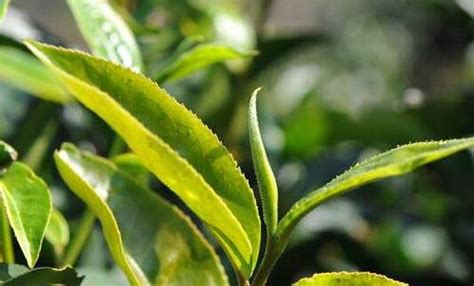 古樹茶怎么泡(古樹茶怎么泡才好喝)縮略圖