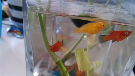 瑪麗魚生小魚前兆,瑪麗魚生小魚前兆圖解縮略圖