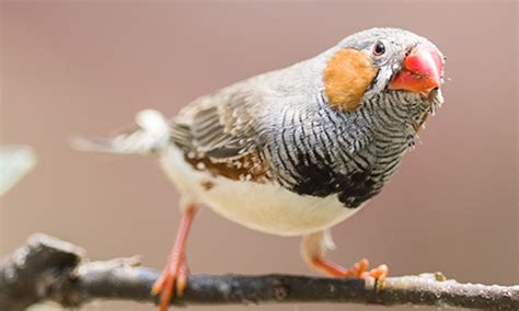 珍珠鳥叫聲音大全,珍珠鳥叫聲縮略圖