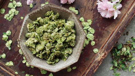 榆樹錢的功效與作用及吃法(榆樹錢的功效與作用及吃法跟天吃)縮略圖