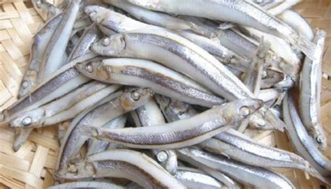 丁香魚(丁香魚干怎么做好吃)縮略圖