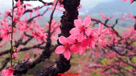 鷹嘴桃花什么時候開,鷹嘴桃花什么時候開花縮略圖