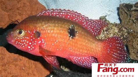 紅寶石魚可以和什么魚混養(yǎng)(紅寶石魚怎么區(qū)分公母)縮略圖