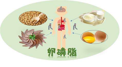 卵磷脂是什么東西,卵磷脂是什么東西啊縮略圖