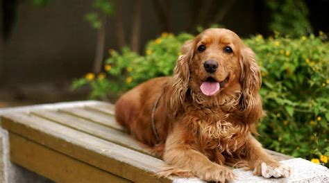 可卡犬屬于什么型犬,可卡犬為什么不建議養縮略圖