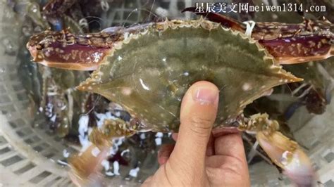 梭子蟹幾月份最好吃(梭子蟹幾月份最好吃最便宜)縮略圖