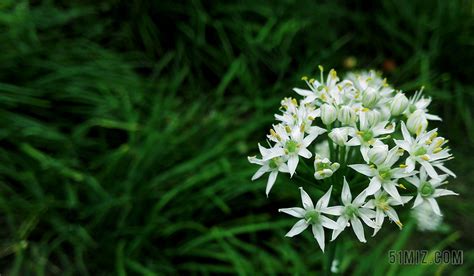 韭菜花圖片,韭菜花圖片大全大圖縮略圖