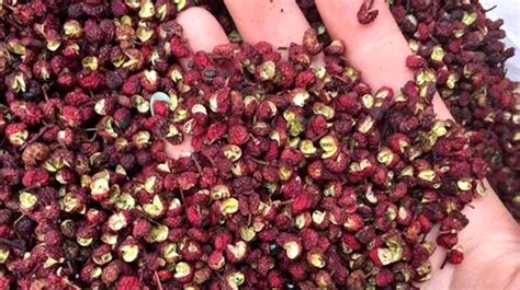 青花椒和紅花椒的區別,青花椒和紅花椒的區別作用縮略圖