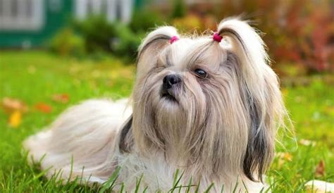 古牧犬掉毛嚴重嗎(古牧犬掉毛嚴重嗎圖片)縮略圖