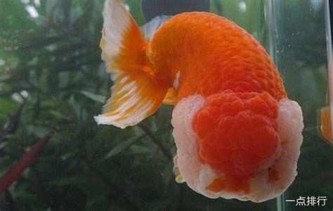 草金魚壽命一般有多長,草金魚一年能長多少厘米縮略圖
