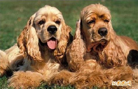 可卡犬是大型犬,還是小型犬(可卡犬是大型犬還是小型犬)縮略圖