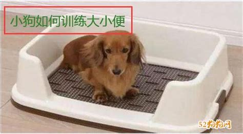巨貴怎么訓練大小便,怎么訓練巨貴犬戶外大小便縮略圖