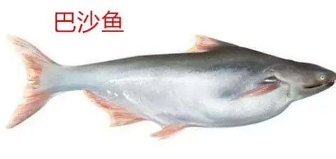 龍利魚和巴沙魚是一種魚嗎,龍利魚和巴沙魚是一種魚嗎 龍利魚和巴沙魚的區別縮略圖