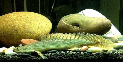 恐龍魚好養嗎(六角恐龍魚好養嗎)縮略圖