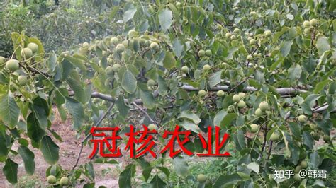 桃核怎么種植出桃苗(桃核怎么種植出桃苗需要嫁接嗎)縮略圖