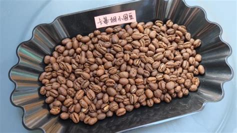 云南咖啡品種有哪些,云南咖啡品種有哪些介紹縮略圖