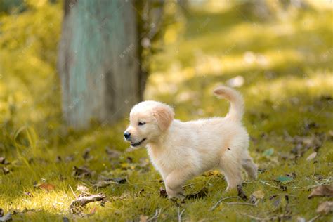 金毛狗多少錢一只幼犬,金毛狗狗多少錢一只幼崽縮略圖
