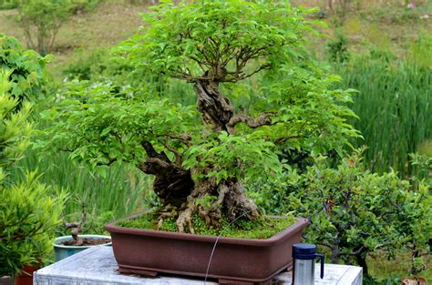 婚房用什么盆景花卉(婚房用什么盆景花卉好)縮略圖