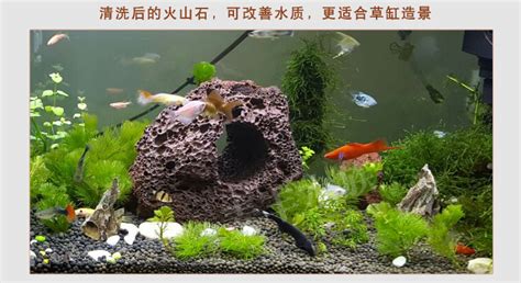 火山石能凈化魚(yú)缸水質(zhì)嗎,魚(yú)缸放火山石的缺點(diǎn)縮略圖