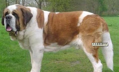 圣伯納德犬,圣伯納德犬圖縮略圖