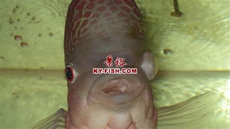 羅漢魚眼睛凸起來有白膜怎么回事,羅漢魚眼睛突出發(fā)白怎么治療縮略圖