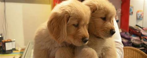 金毛幼犬感冒的癥狀,金毛幼犬感冒的癥狀有哪些癥狀縮略圖