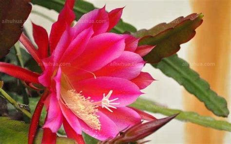令箭荷花夏季的養殖方法和注意事項(令箭荷花夏天養殖方法和注意事項)縮略圖