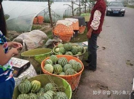 黃色西瓜和紅色西瓜的營養區別,西瓜紅心好還是黃心好縮略圖