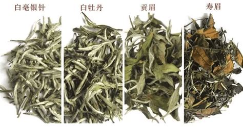 白牡丹和壽眉哪種好(白茶壽眉白牡丹銀針哪種最好)縮略圖