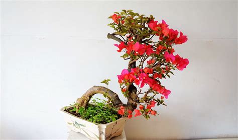 盆景花卉圖片大全欣賞(盆景花卉圖片大全欣賞圖文)縮略圖