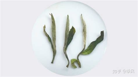 白牡丹壽眉貢眉的區(qū)別(白牡丹壽眉貢眉的區(qū)別是什么)縮略圖