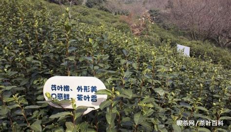 碧螺春產(chǎn)地在哪個省份(碧螺春產(chǎn)地在哪個省份最好)縮略圖