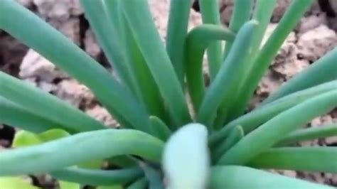 草籽種植方法(草籽種植方法步驟)縮略圖
