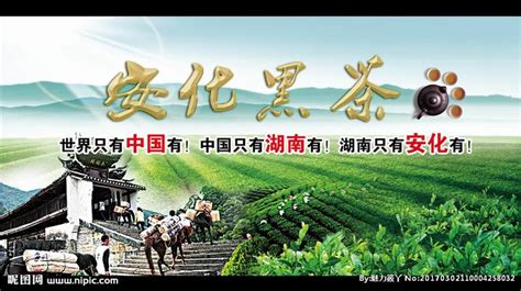 安化黑茶學校(安化黑茶學校招生簡章)縮略圖