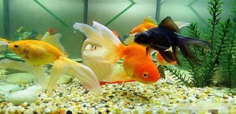 草金魚吃水草嗎,草金魚為什么不建議養縮略圖