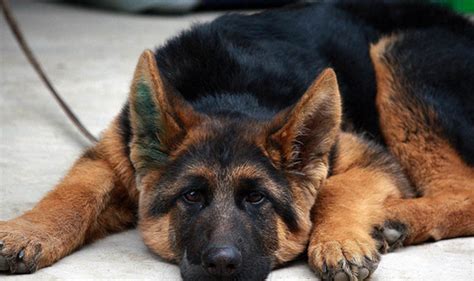 黑背犬和德牧圖片對比(怎樣分辨德牧和黑背)縮略圖