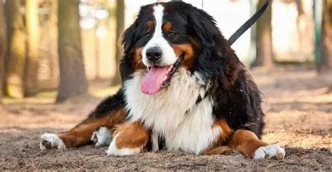 大型犬一般多重(大型犬一般多重一只)縮略圖