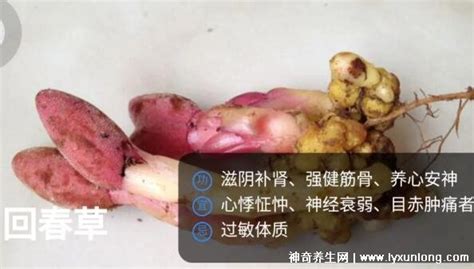 回春草能提高性功能嗎回春草圖片,回春草能提高性功能嗎回春草圖片頂天柱縮略圖