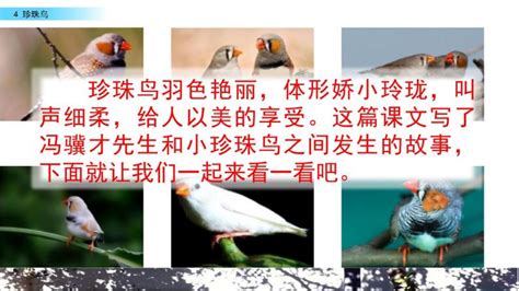 珍珠鳥讀后感(珍珠鳥讀后感50字左右)縮略圖