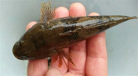 安康魚和燈籠魚是不是一種魚(燈籠魚真實(shí)照片)縮略圖