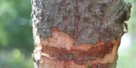 檀香木最簡單的鑒別方法,檀香木最簡單的鑒別方法印尼老檀香木油性大嗎縮略圖