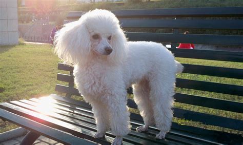 貴婦犬長什么樣,貴婦犬長什么樣子縮略圖