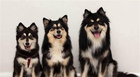 狐貍犬的品種及圖片 價錢(長得像狐貍的六種狗)縮略圖