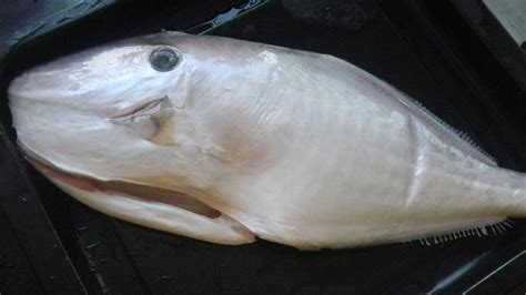 剝皮魚做法視頻教程,剝皮魚做法視頻教程全集縮略圖